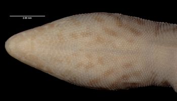 Media type: image;   Herpetology R-22717